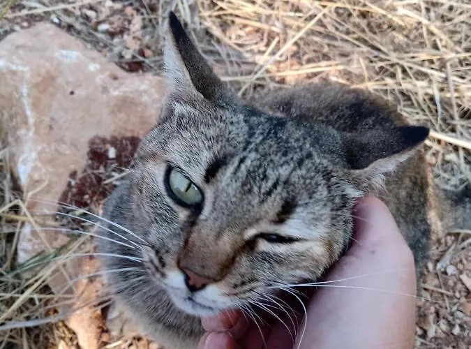 Casa Centopezze * Carovigno
